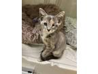 Adopt Zoe a Domestic Short Hair