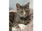 Adopt Louise a Domestic Short Hair