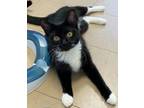 Adopt Jerri a Domestic Short Hair