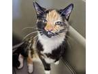 Adopt Queen B a Domestic Short Hair