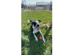 Adopt Xena a Border Collie