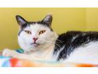 Adopt Luna a Domestic Short Hair
