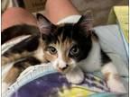 Adopt Cranberry a Domestic Short Hair