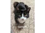 Adopt Carmella a Domestic Short Hair