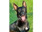 Adopt Louise a Shepherd, Mixed Breed