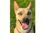Adopt Aspen a Siberian Husky, Mixed Breed