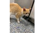 Adopt Moca a Domestic Short Hair