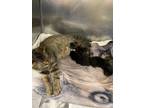 Adopt Anna a Domestic Short Hair
