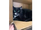 Adopt Mars a Domestic Short Hair
