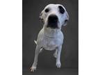 Adopt Maxy a Mixed Breed