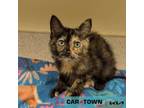 Adopt Gladys a Domestic Short Hair