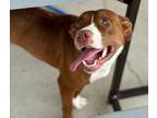 Adopt Pibble a Pit Bull Terrier
