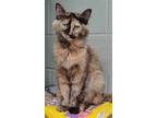 Adopt Whitley Walmart a Domestic Medium Hair