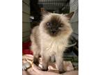 Adopt Whittaker a Himalayan
