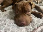 Adopt Stephanie a Shar-Pei