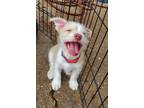 Adopt Perlian a Wirehaired Terrier, Dachshund
