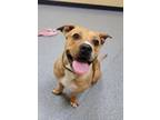 Adopt Popcorn a Pit Bull Terrier, Mixed Breed