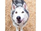 Adopt Josephine ACQ 2 a Siberian Husky