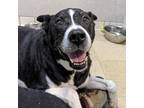 Adopt Penny ACQ a Pit Bull Terrier