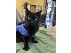 Adopt Sweet Pea a Domestic Short Hair