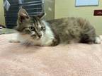 Adopt Baby Girl a Domestic Long Hair, Domestic Short Hair