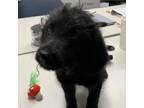 Adopt Simone a Black Labrador Retriever, Terrier