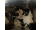 Adopt Latte a Domestic Medium Hair
