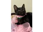 Adopt Susan a Manx, Domestic Short Hair