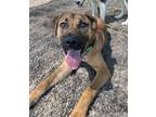 Adopt Ella a Mixed Breed