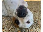 Adopt Domino a Pit Bull Terrier, Mixed Breed