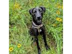 Adopt Bethany a Labrador Retriever