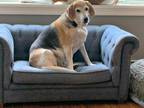 Adopt Ellie Mae a Beagle, Hound