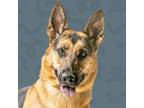 Adopt Layla a German Shepherd Dog