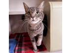 Adopt Daisy a Domestic Short Hair