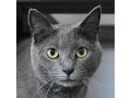 Adopt Ash a Russian Blue