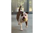 Adopt Nena a Pit Bull Terrier, Mixed Breed