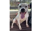 Adopt Ruby a Pit Bull Terrier, Mixed Breed