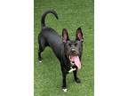 Adopt Sophie a Retriever, Mixed Breed