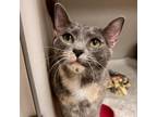 Adopt Sasha a Domestic Short Hair