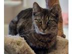 Adopt Loveheart a Domestic Short Hair