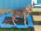 Adopt Tibby Yrly 265 a Pit Bull Terrier