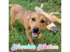 Adopt Novalee Nation a Beagle, Shepherd