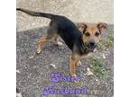 Adopt Sister Husband a Beagle, Shepherd