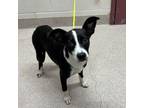 Adopt Millie a Collie