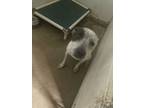 Adopt Tiffany a Cattle Dog, Mixed Breed