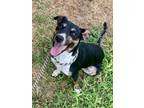 Adopt Lucille a Mixed Breed