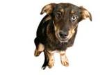 Adopt Dicey a Australian Shepherd, Mixed Breed