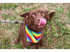 Adopt Lydia a Labrador Retriever, Terrier