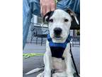 Adopt Panda a Beagle, Terrier