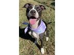 Adopt Sage - $25 Fostered a Staffordshire Bull Terrier, Mixed Breed